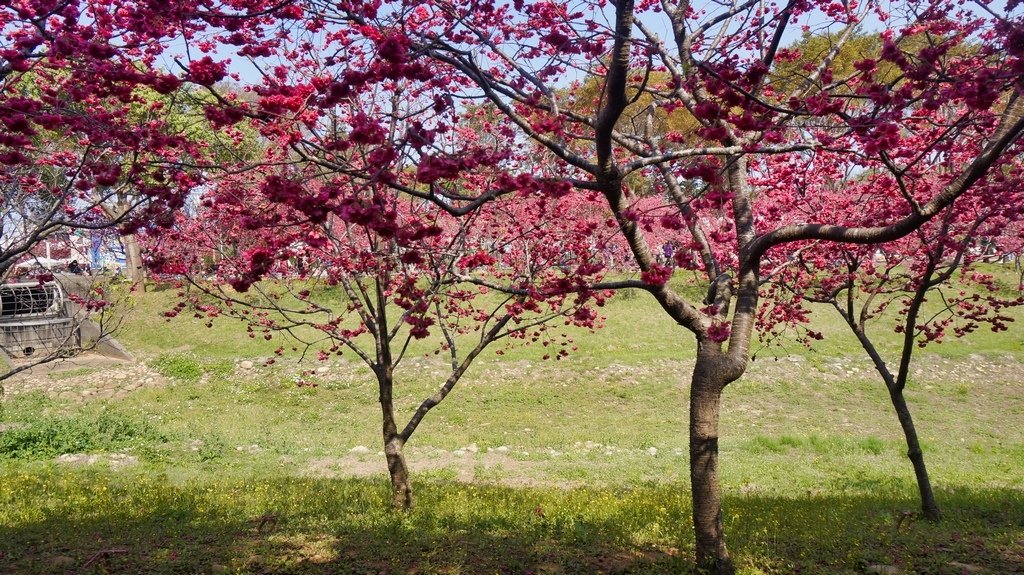 台中后里賞櫻2景點~~台中中科崴立櫻花公園、后里泰安派出所~