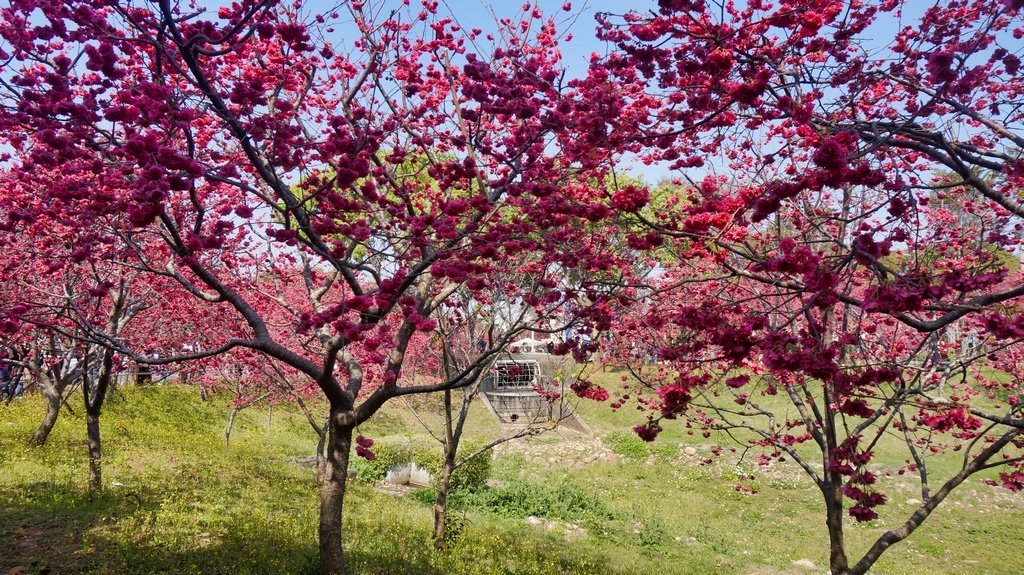 台中后里賞櫻2景點~~台中中科崴立櫻花公園、后里泰安派出所~