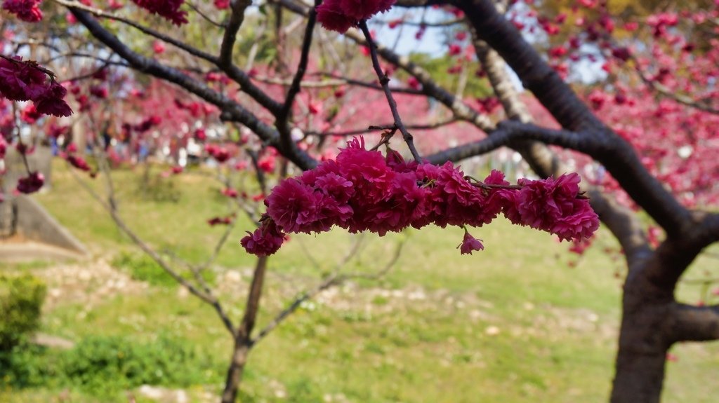 台中后里賞櫻2景點~~台中中科崴立櫻花公園、后里泰安派出所~