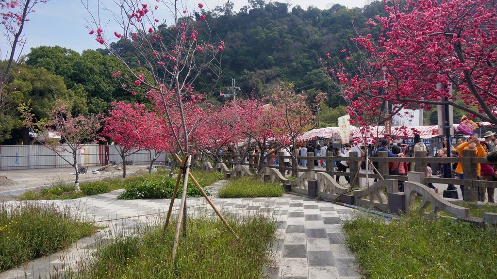 台中后里賞櫻2景點~~台中中科崴立櫻花公園、后里泰安派出所~