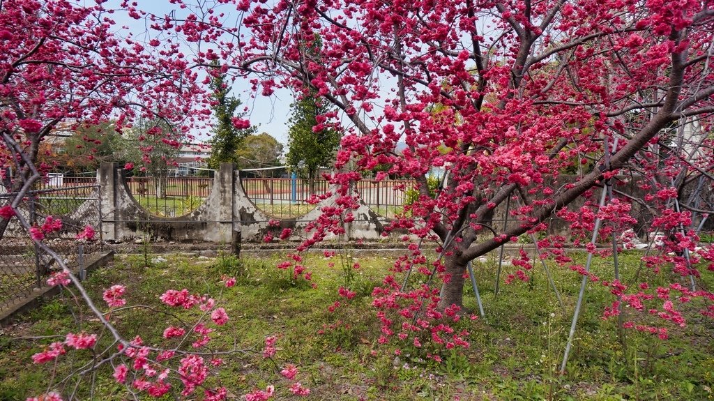 台中后里賞櫻2景點~~台中中科崴立櫻花公園、后里泰安派出所~