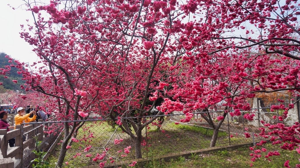 台中后里賞櫻2景點~~台中中科崴立櫻花公園、后里泰安派出所~