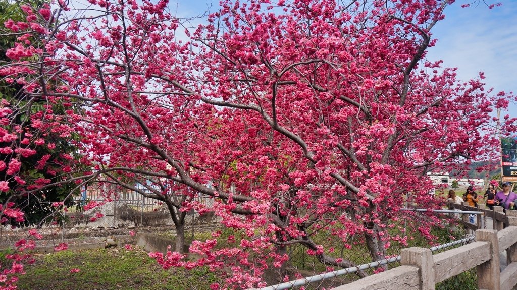 台中后里賞櫻2景點~~台中中科崴立櫻花公園、后里泰安派出所~