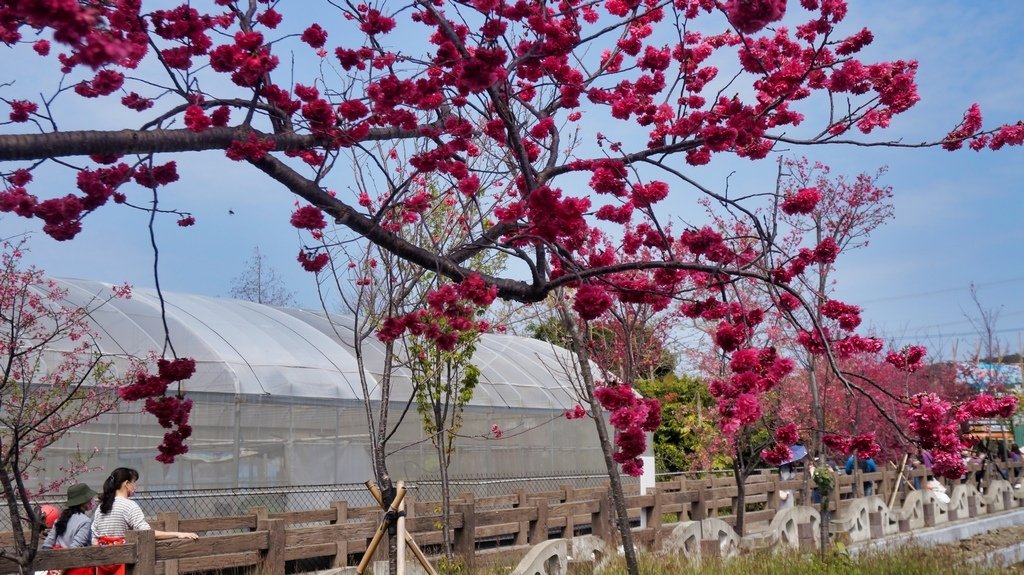 台中后里賞櫻2景點~~台中中科崴立櫻花公園、后里泰安派出所~