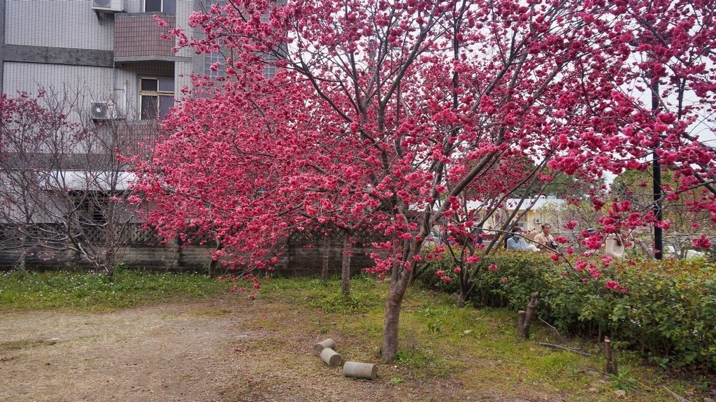 台中后里賞櫻2景點~~台中中科崴立櫻花公園、后里泰安派出所~