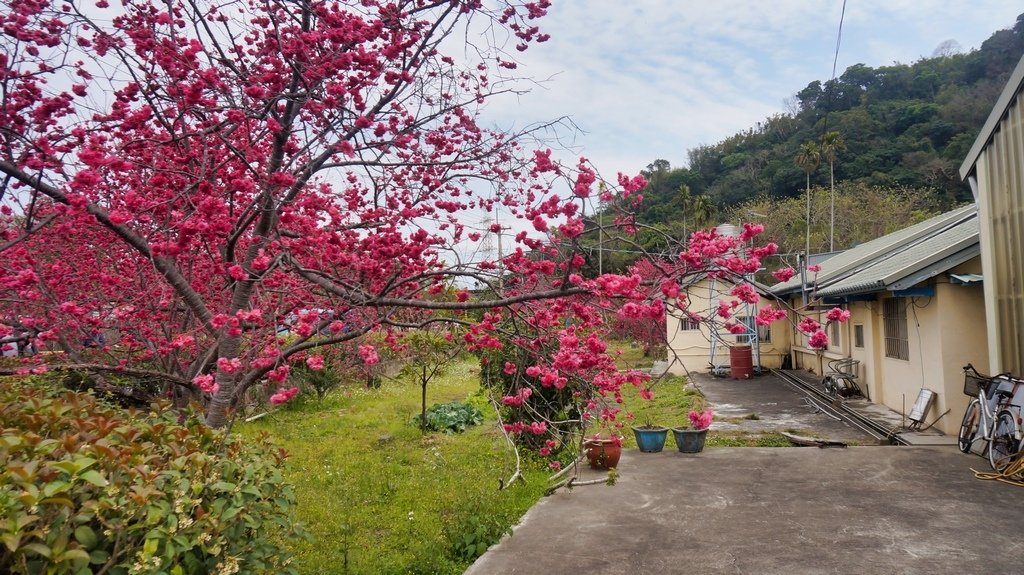 台中后里賞櫻2景點~~台中中科崴立櫻花公園、后里泰安派出所~