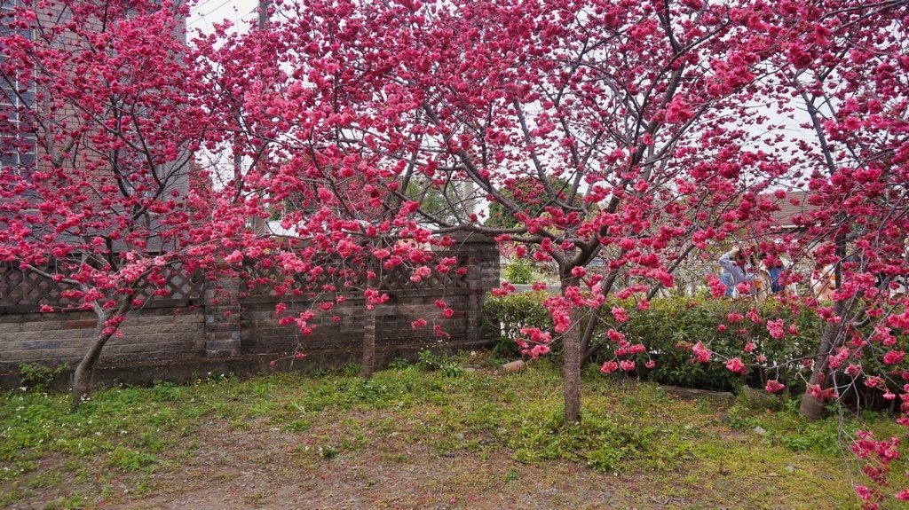 台中后里賞櫻2景點~~台中中科崴立櫻花公園、后里泰安派出所~