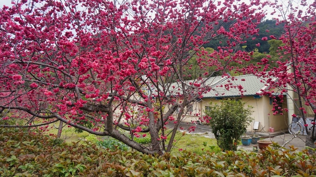 台中后里賞櫻2景點~~台中中科崴立櫻花公園、后里泰安派出所~