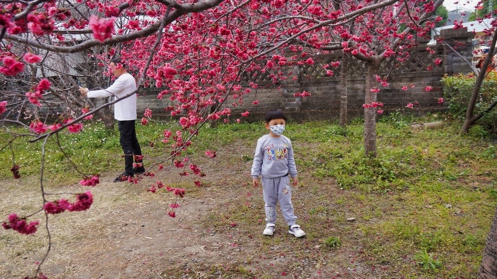 台中后里賞櫻2景點~~台中中科崴立櫻花公園、后里泰安派出所~