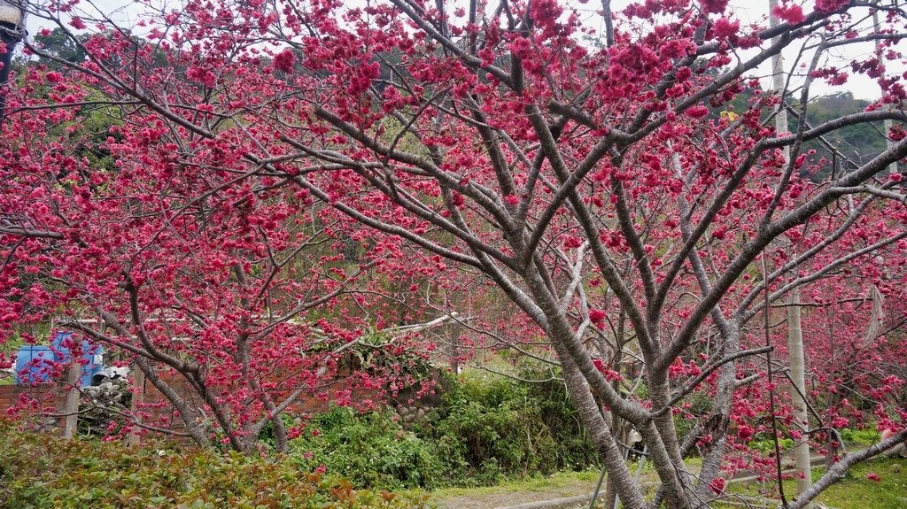 台中后里賞櫻2景點~~台中中科崴立櫻花公園、后里泰安派出所~