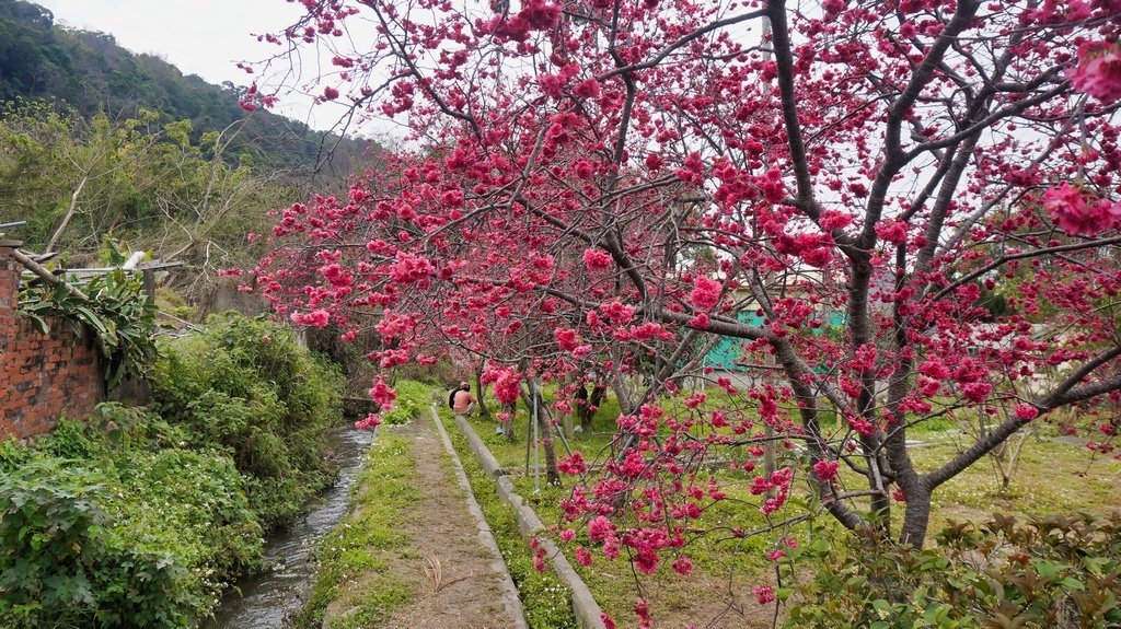 台中后里賞櫻2景點~~台中中科崴立櫻花公園、后里泰安派出所~