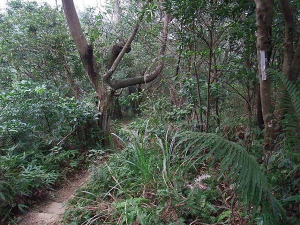 文間山 (113).JPG