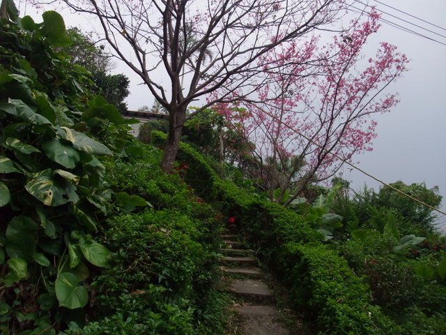 勿忘在莒步道 (17).JPG