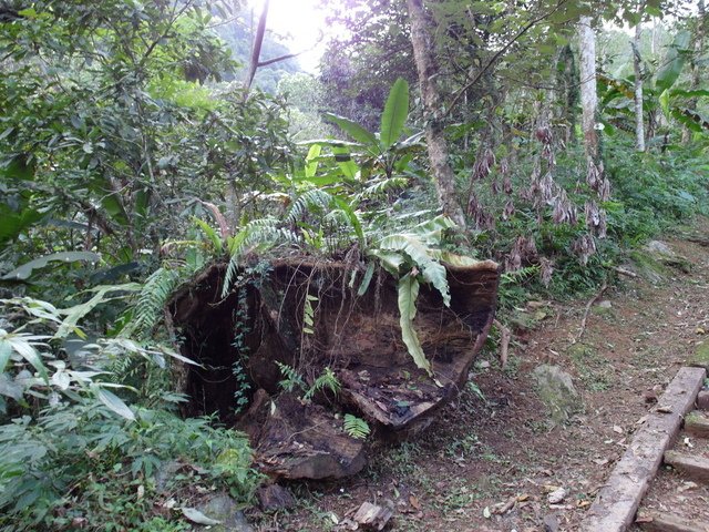 鯉魚山步道 (42).JPG