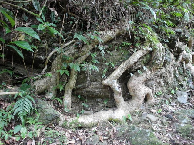 鯉魚山步道 (52).JPG