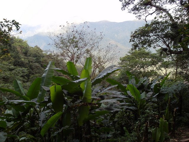 鯉魚山步道 (53).JPG