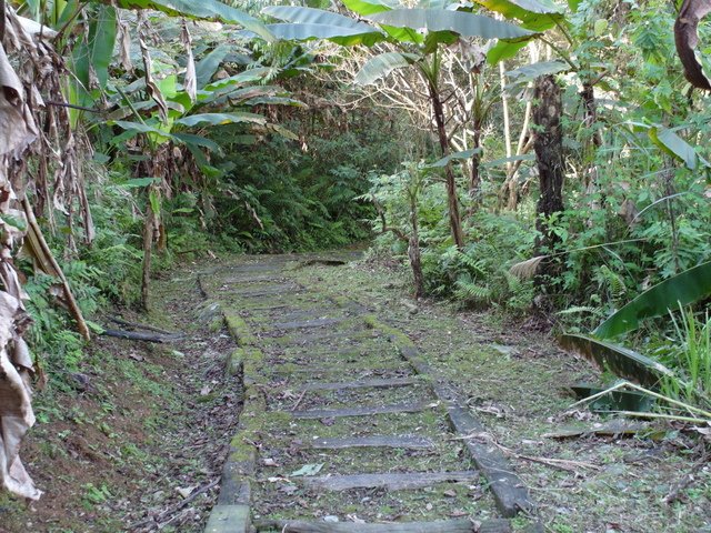 鯉魚山步道 (150).JPG