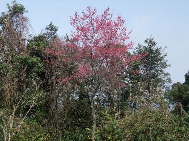 鵝公髻山 (90).JPG