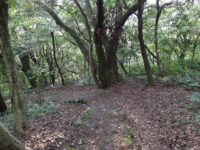 興福寮步道 (16).JPG