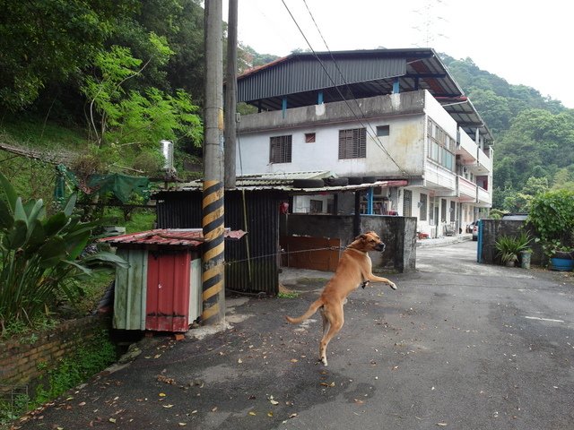 屈尺古道、屈尺山、青獅山 (155).JPG