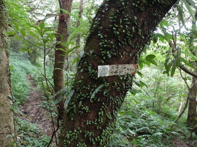 大屯山主峰、南峰、西峰登山步道 (122).JPG