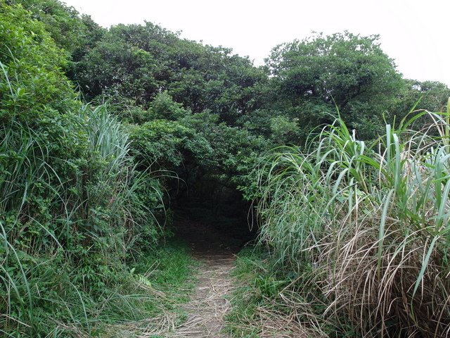 大屯山主峰、南峰、西峰登山步道 (197).JPG