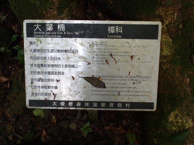 大板根森林度假區 (35).JPG