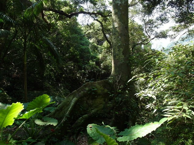 大板根森林度假區 (38).JPG