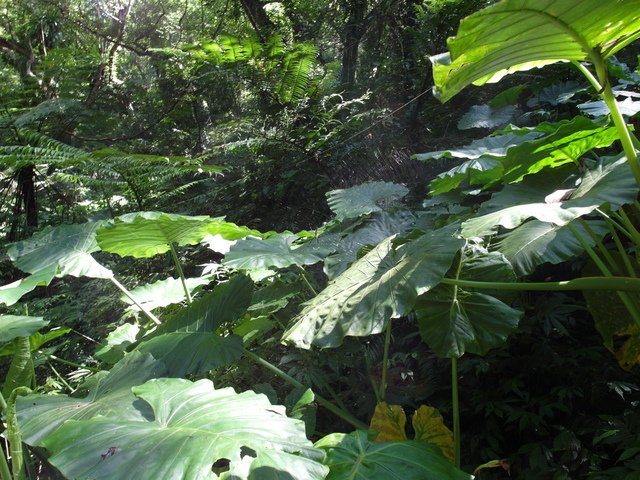 大板根森林度假區 (43).JPG