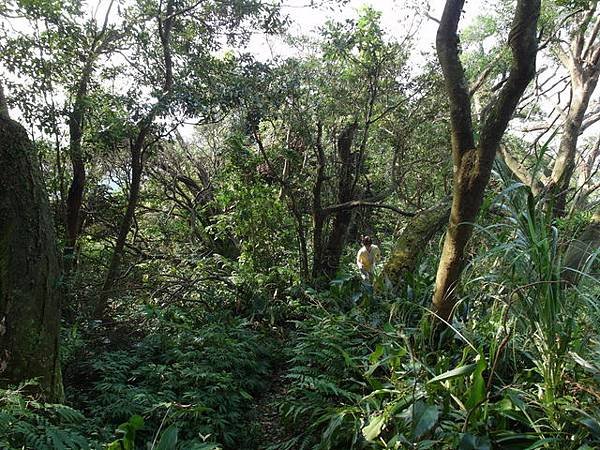 紫微聖母環山步道 (40).JPG