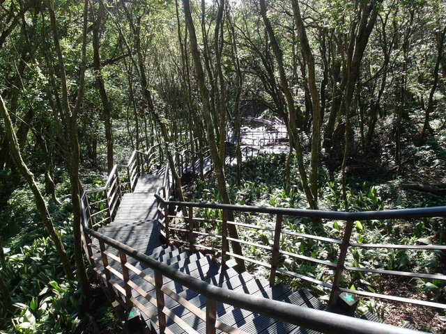 竹子湖步道  (398).JPG