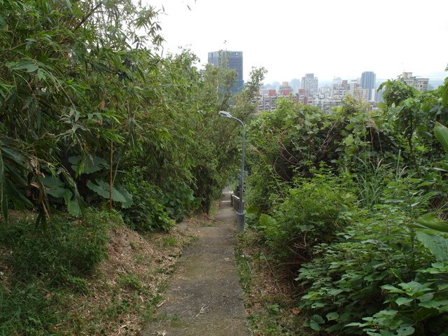 竹子湖步道 (467).JPG