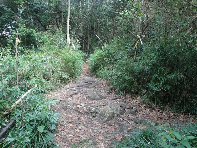 鳥嘴山、大窩山 (63).JPG