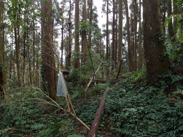 鳥嘴山、大窩山 (96).JPG
