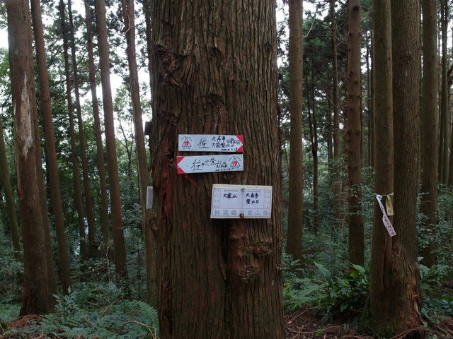 鳥嘴山、大窩山 (99).JPG