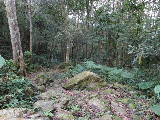 鳥嘴山、大窩山 (184).JPG