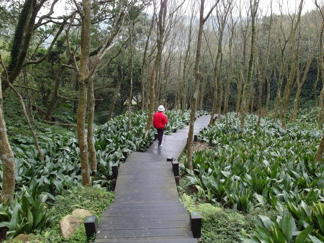 竹子湖  (11).JPG