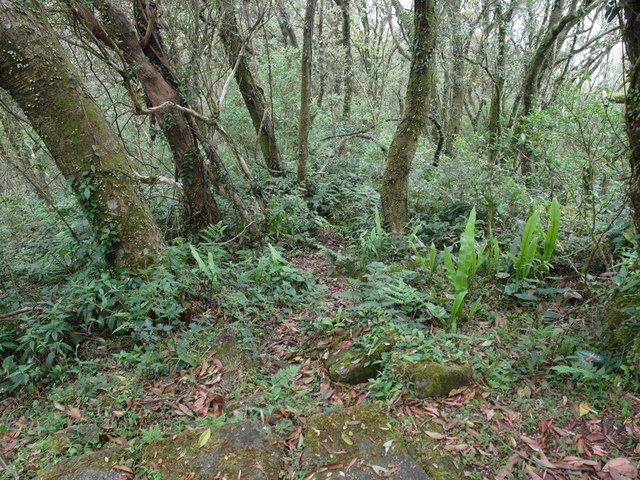 菜公坑山 (67).JPG