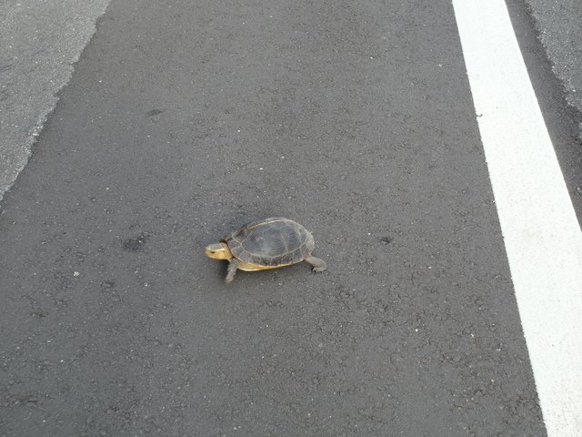 基隆河自行車道 (20).JPG