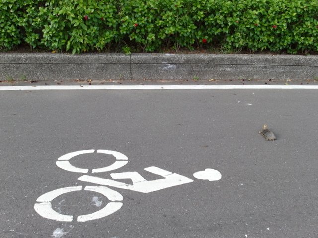 基隆河自行車道 (22).JPG