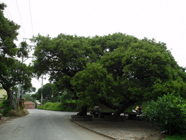 竹北．新豐濱海自行車道 (332).JPG