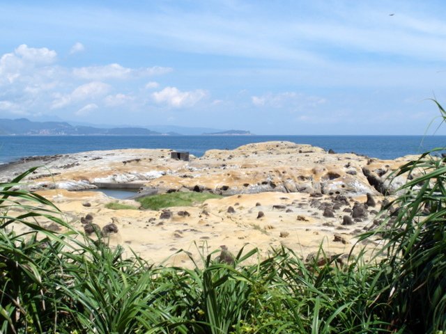 和平島 (86).JPG