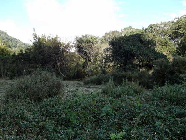 福山植物園 (145).JPG
