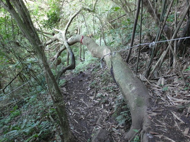 北橫 (110).JPG