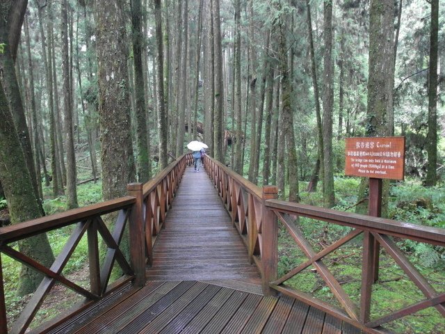 阿里山森林遊樂區 (75).JPG