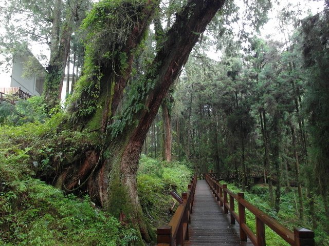 阿里山森林遊樂區 (85).JPG