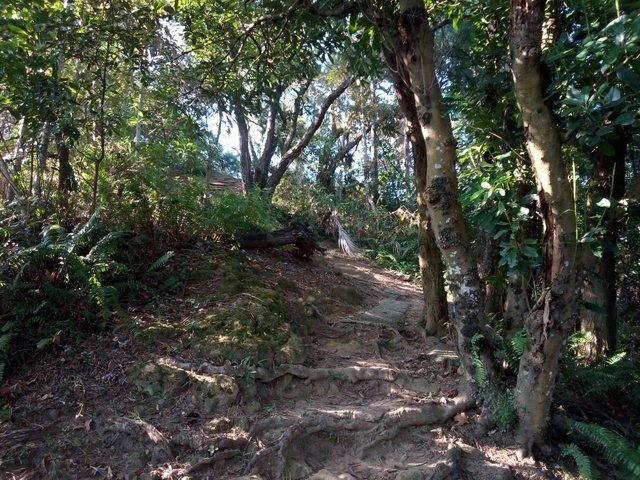 小南港山 (153).jpg