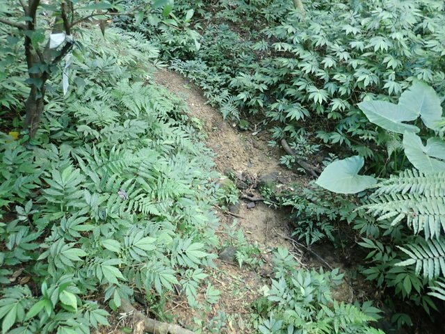 基隆天際線 (40).JPG