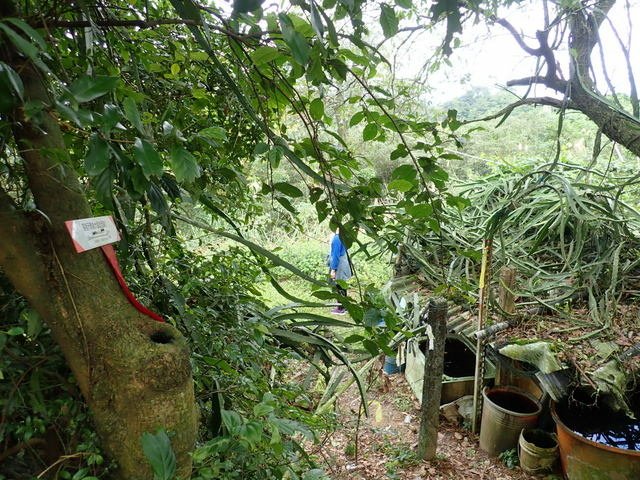 基隆天際線西段 (162).JPG