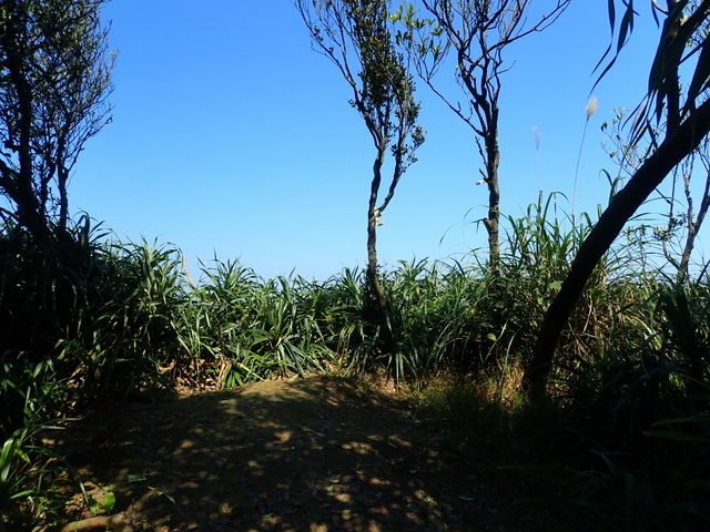 大武崙 (248).JPG